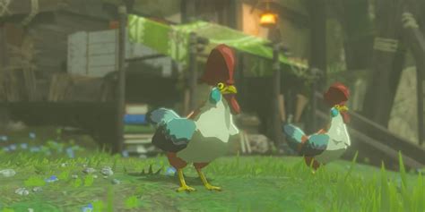 Cucco .
